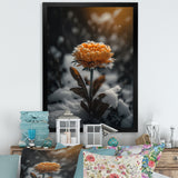 A Blooming Orange Marigold Flower In Winter III Framed Print Vibrant Gold - 1.5"Width