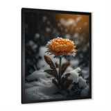 A Blooming Orange Marigold Flower In Winter III Framed Print Vibrant Black - 1.5"Width