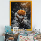 A Blooming Orange Marigold Flower In Winter III Framed Canvas Vibrant Black - 1.5"Thick