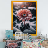 A Blooming Pink Gerbera Flower In Winter II Framed Canvas Vibrant Black - 1.5"Thick