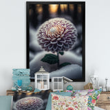 A Blooming Purple Dahlia Flower In Winter V Framed Print Vibrant Gold - 1.5"Width