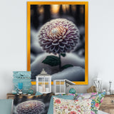 A Blooming Purple Dahlia Flower In Winter V Framed Canvas Vibrant Black - 1.5"Thick