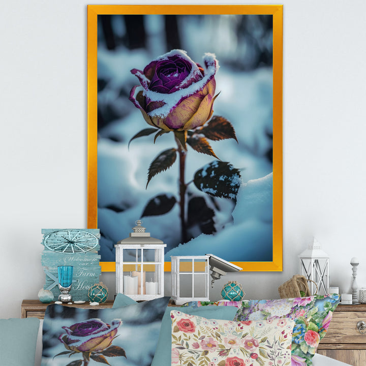 A Blooming Purple Rose Flower In Winter I Framed Canvas Vibrant Black - 1.5"Thick