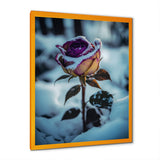 A Blooming Purple Rose Flower In Winter I Framed Print Vibrant Gold - 1.5"Width