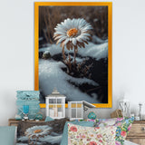 A Blooming White Daisy Flower In Winter Framed Canvas Vibrant Black - 1.5"Thick