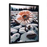 A Blooming White Gerbera Flower In Winter Framed Print Vibrant Black - 1.5"Width