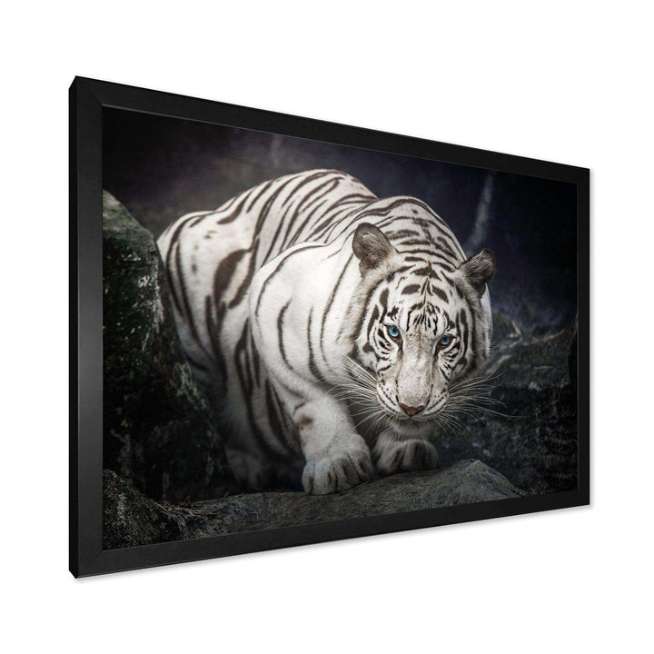 White Tiger