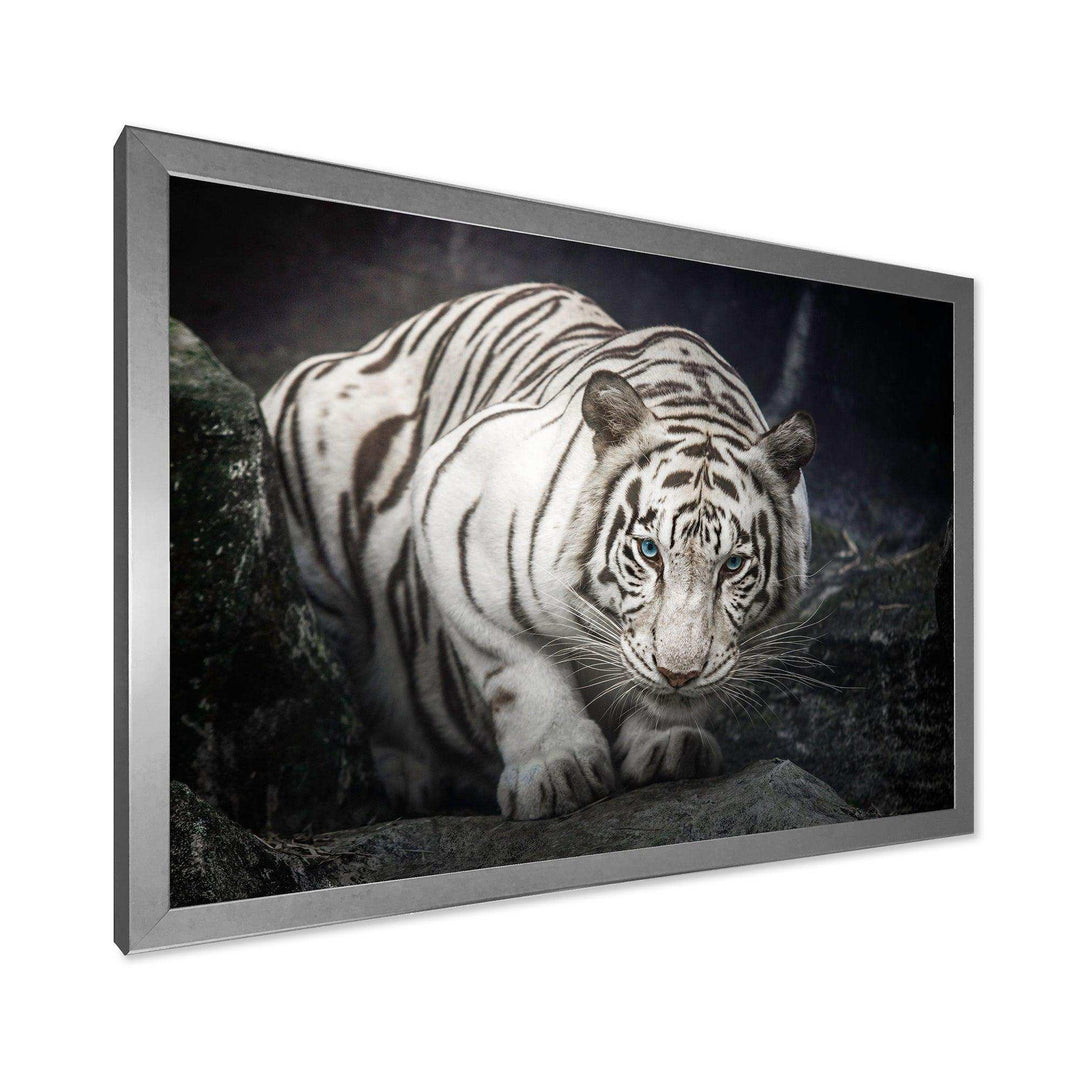 White Tiger