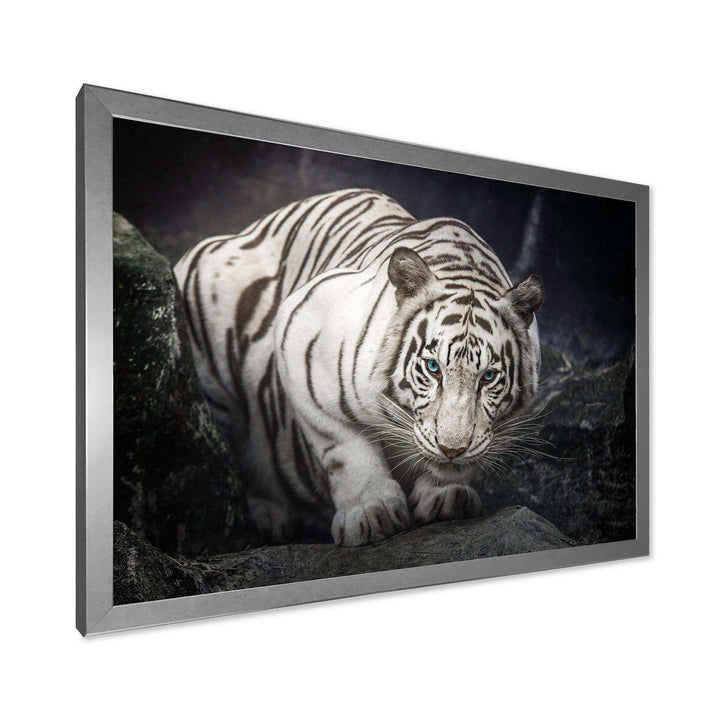 White Tiger