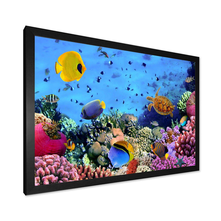 Coral Colony and Coral Fishes