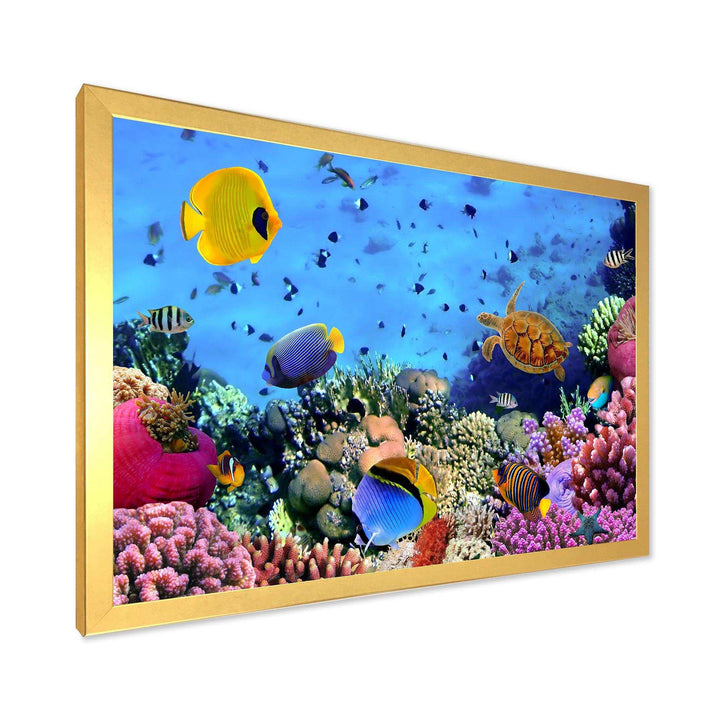 Coral Colony and Coral Fishes