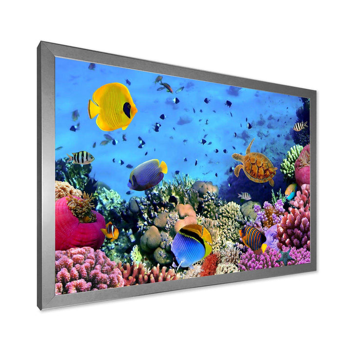 Coral Colony and Coral Fishes