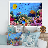 Coral Colony and Coral Fishes