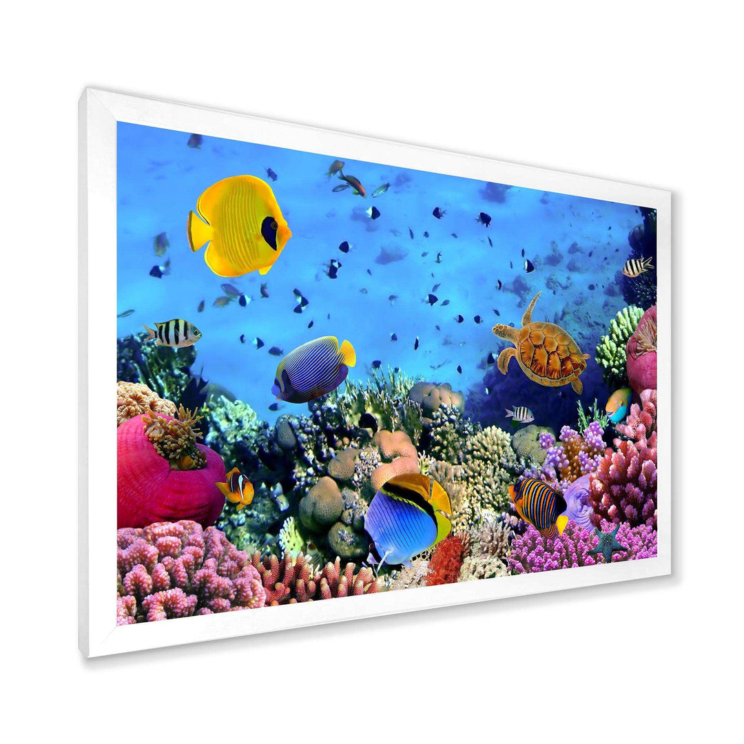 Coral Colony and Coral Fishes