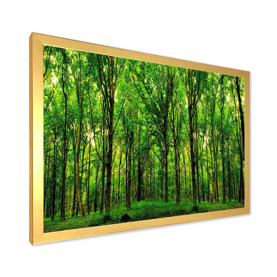 Green Forest