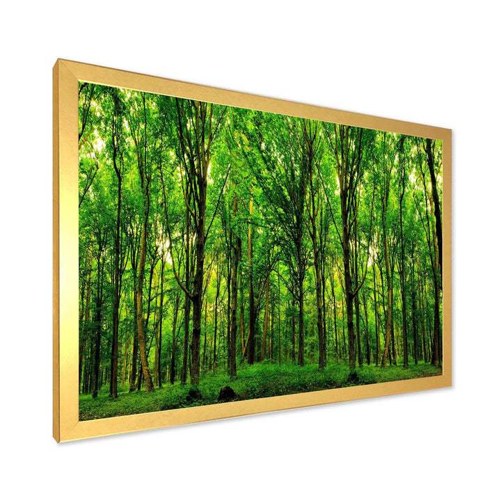 Green Forest