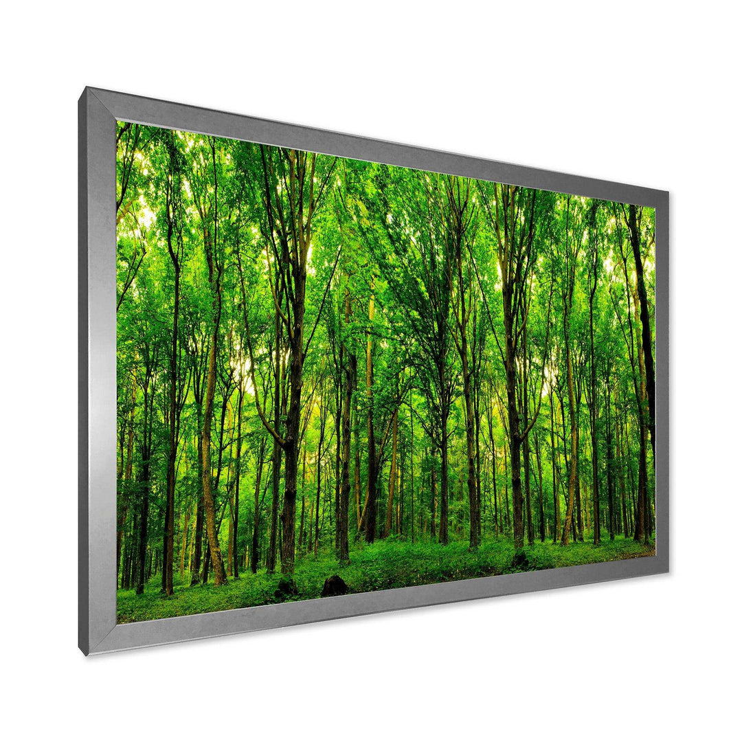 Green Forest