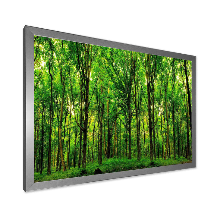 Green Forest