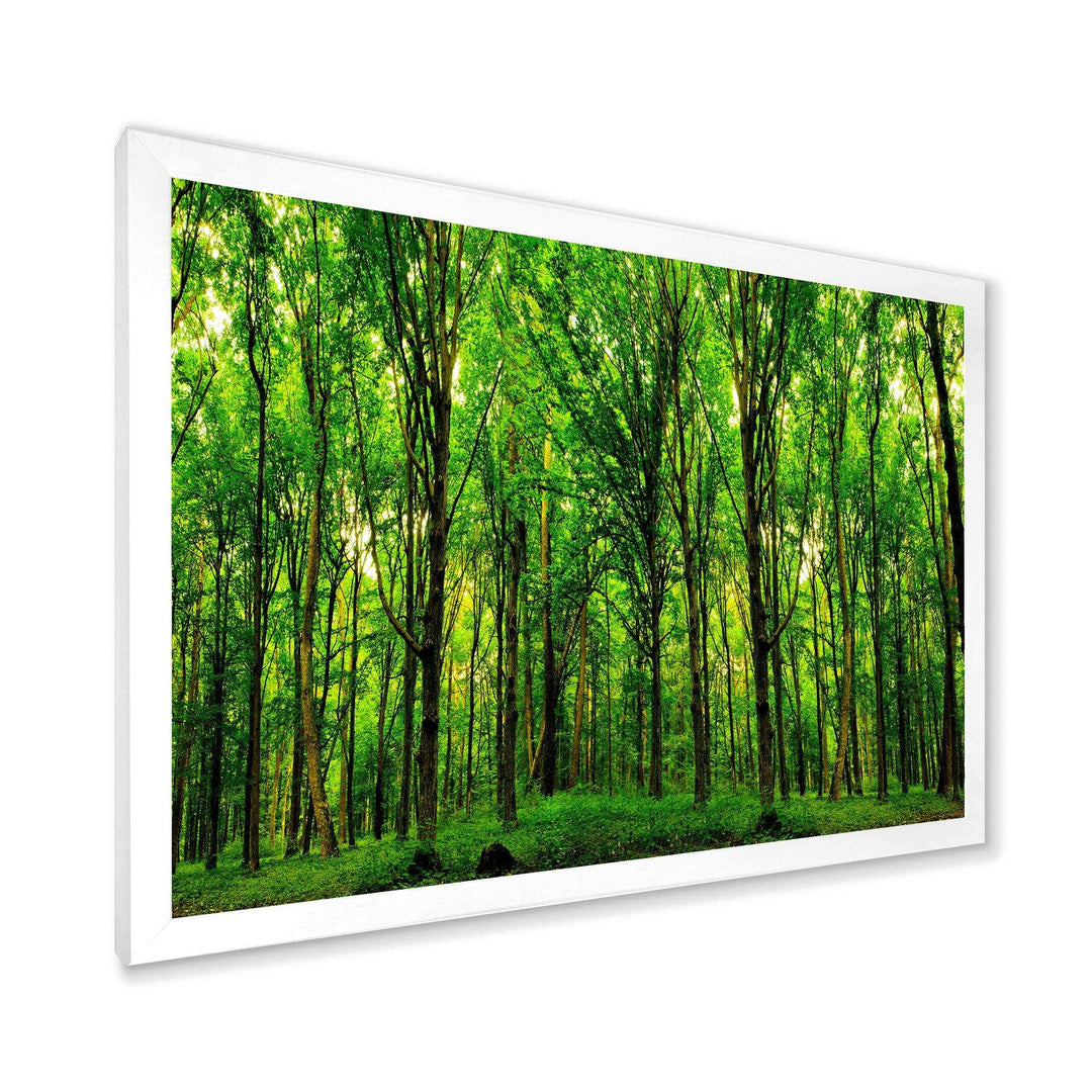 Green Forest