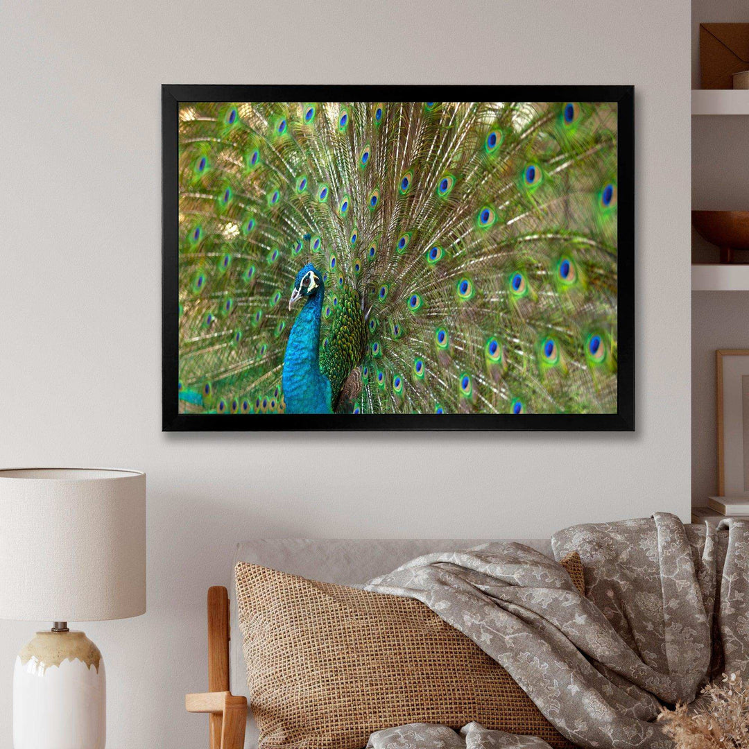 Beautiful Peacock with Feathers