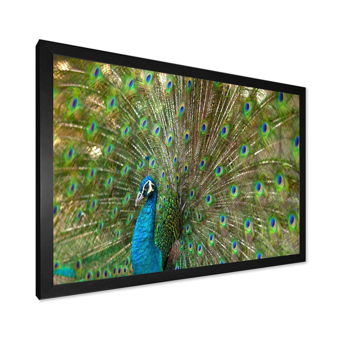 Beautiful Peacock with Feathers