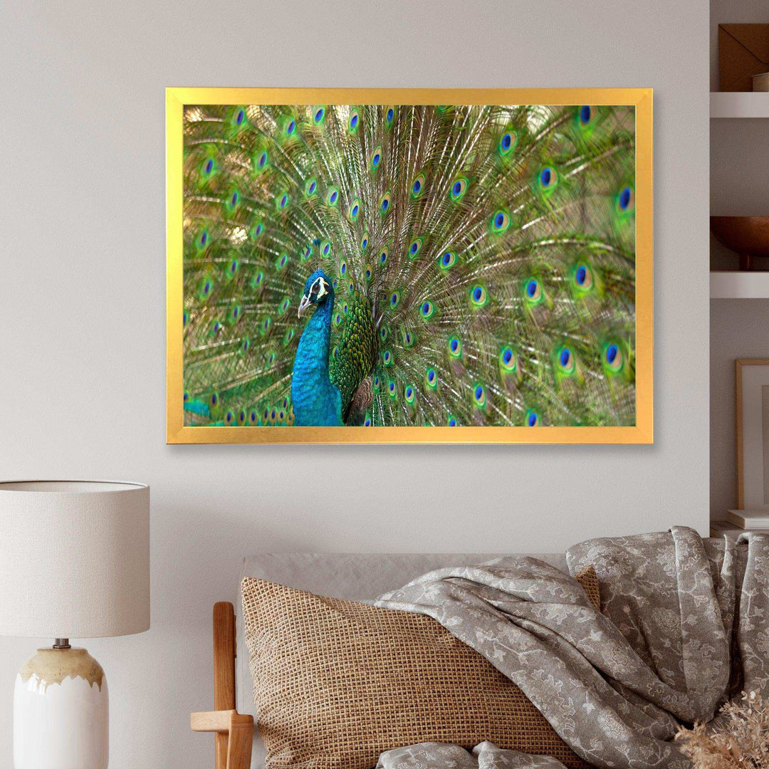 Beautiful Peacock with Feathers