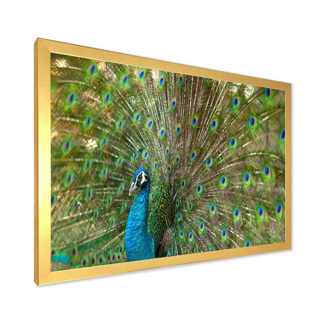 Beautiful Peacock with Feathers
