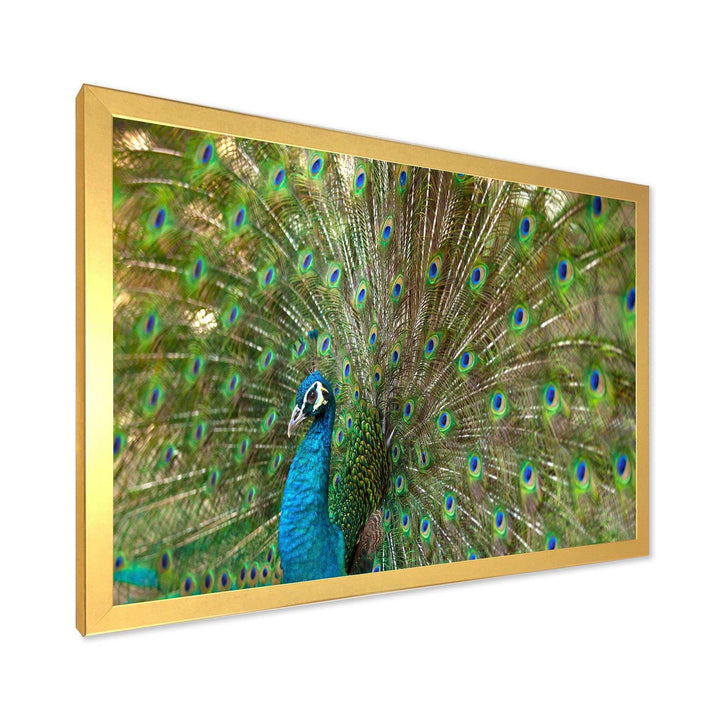 Beautiful Peacock with Feathers