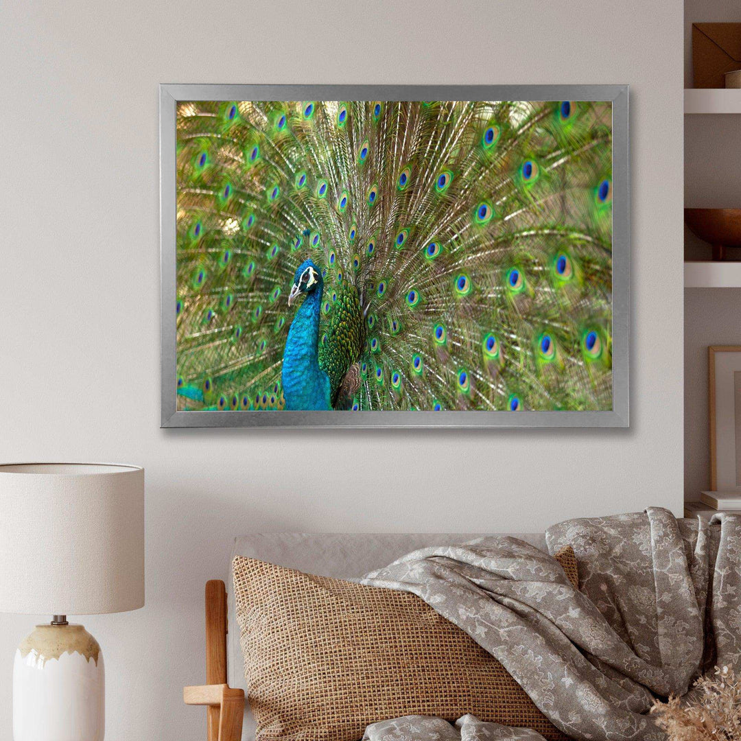 Beautiful Peacock with Feathers