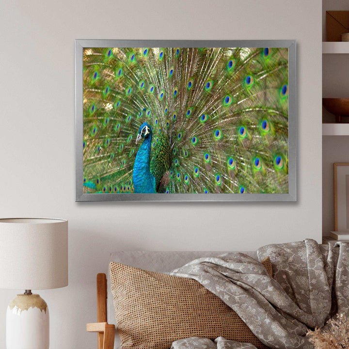 Beautiful Peacock with Feathers