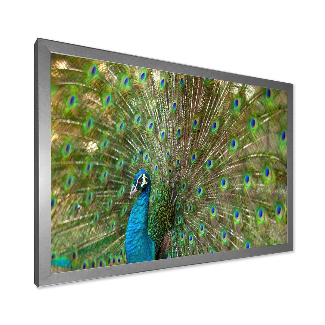 Beautiful Peacock with Feathers