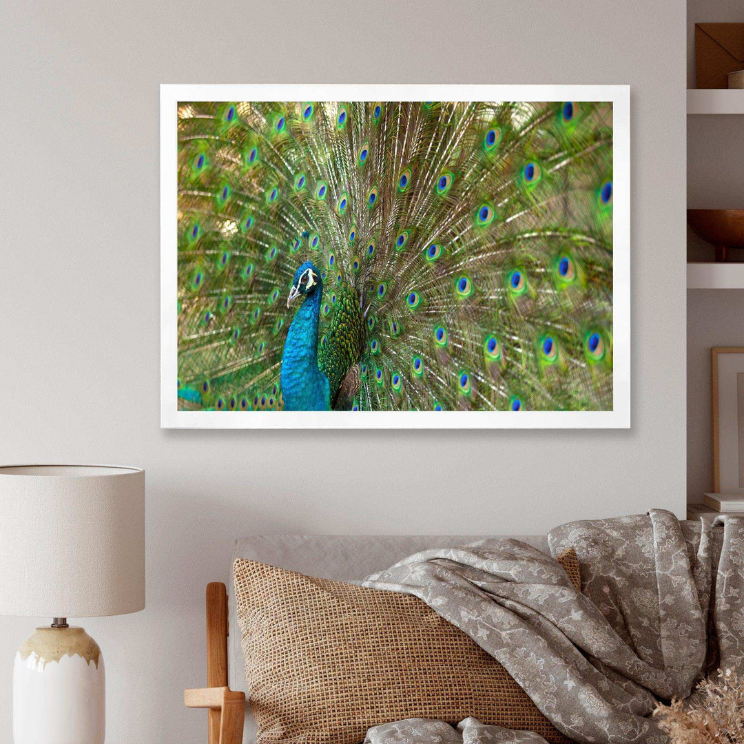Beautiful Peacock with Feathers