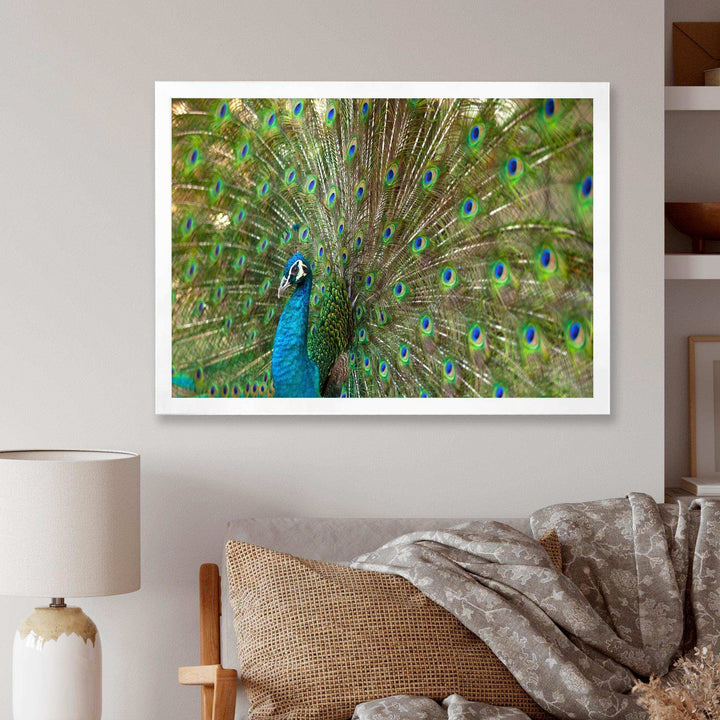 Beautiful Peacock with Feathers