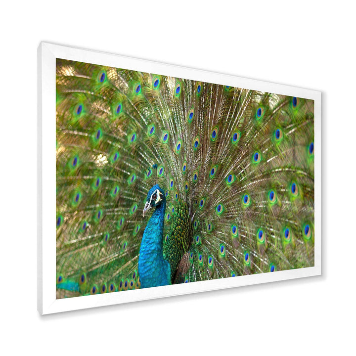 Beautiful Peacock with Feathers