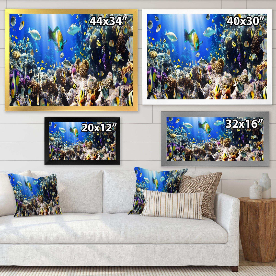 Coral Colony and Coral Fish