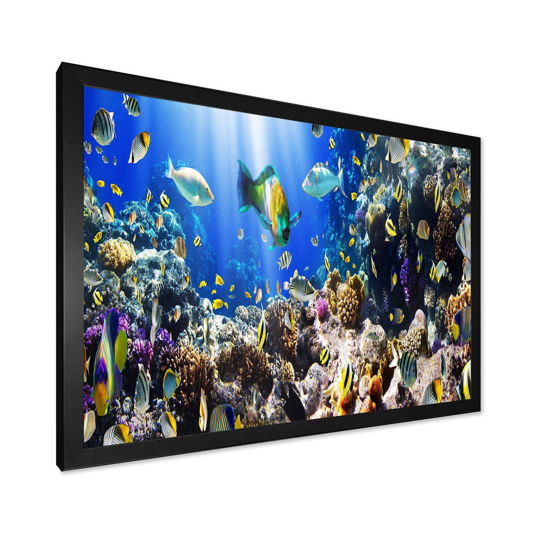 Coral Colony and Coral Fish