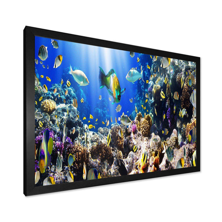 Coral Colony and Coral Fish