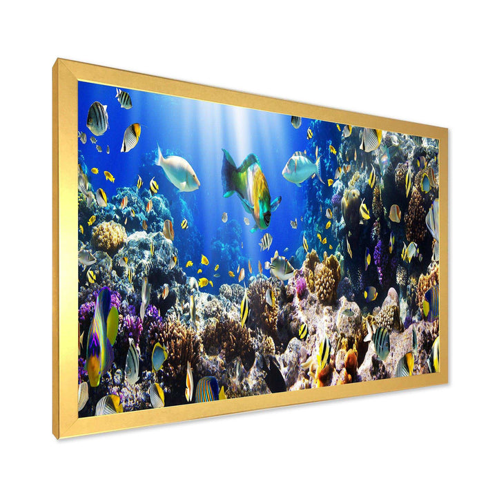 Coral Colony and Coral Fish