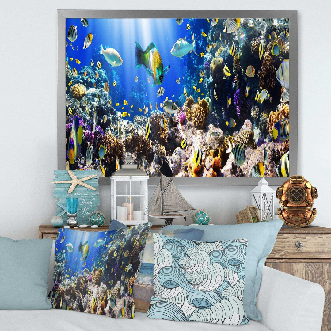 Coral Colony and Coral Fish