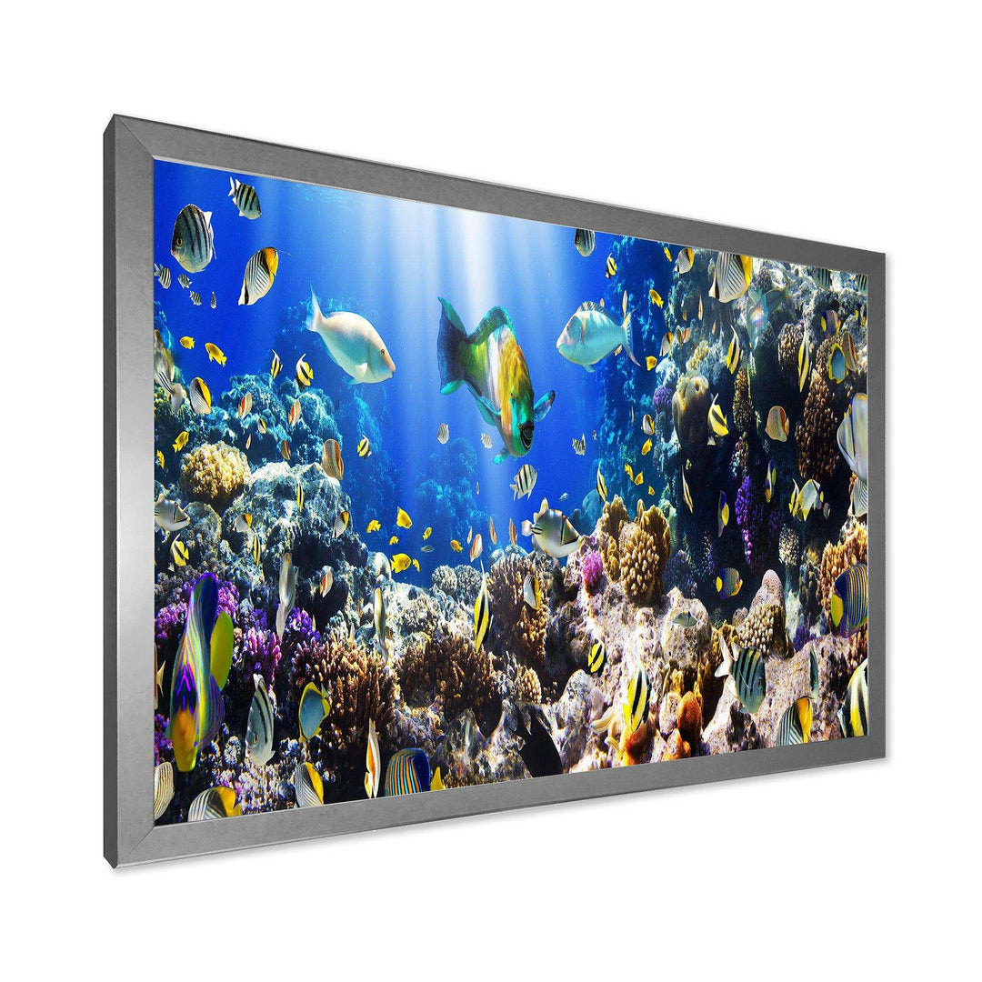 Coral Colony and Coral Fish