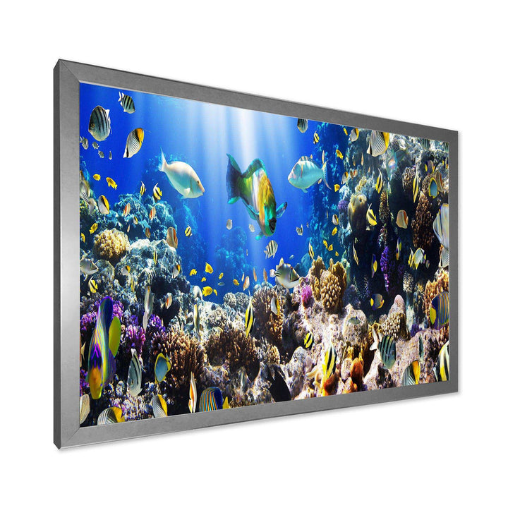 Coral Colony and Coral Fish