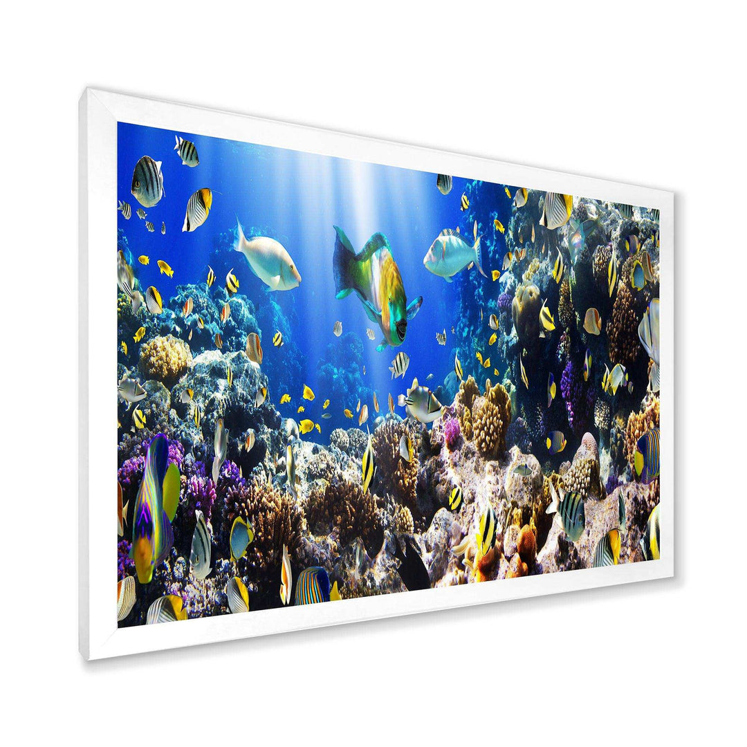Coral Colony and Coral Fish