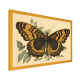 Vintage Illustration Of Butterfly I