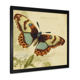 Vintage Illustration Of Butterfly IV