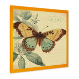 Vintage Illustration Of Butterfly VI