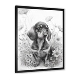 Black And White Dachshund