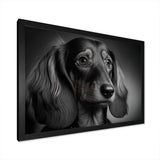 Daschund Black and White Photography