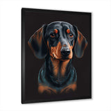 Portrait Of  Black And Brown Dachshund