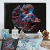 Magnificent Bettafish In Shades Of Blue And Purple IV