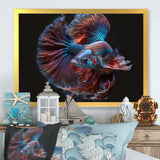 Magnificent Bettafish In Shades Of Blue And Purple IV